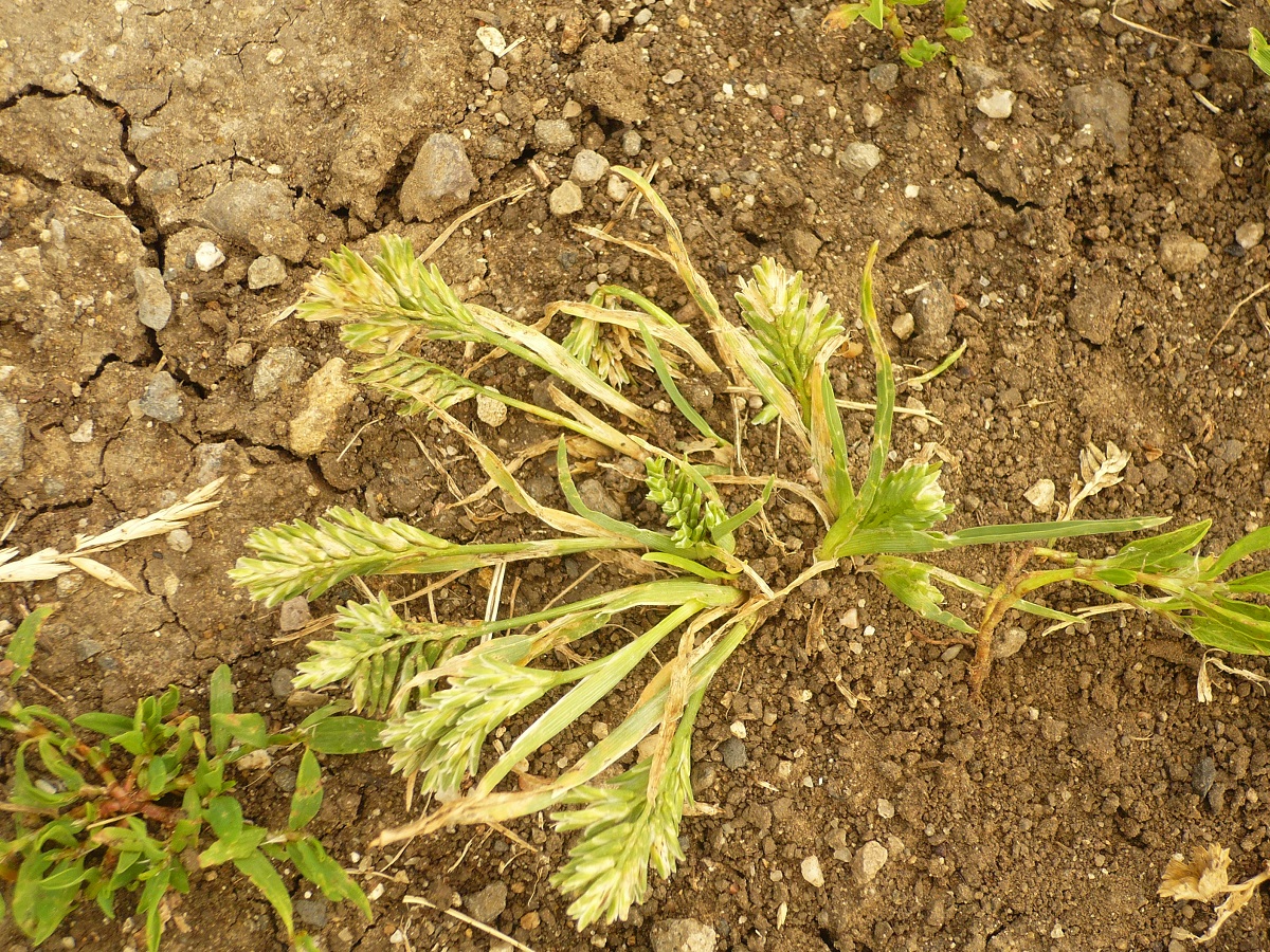 Sclerochloa dura (Poaceae)
